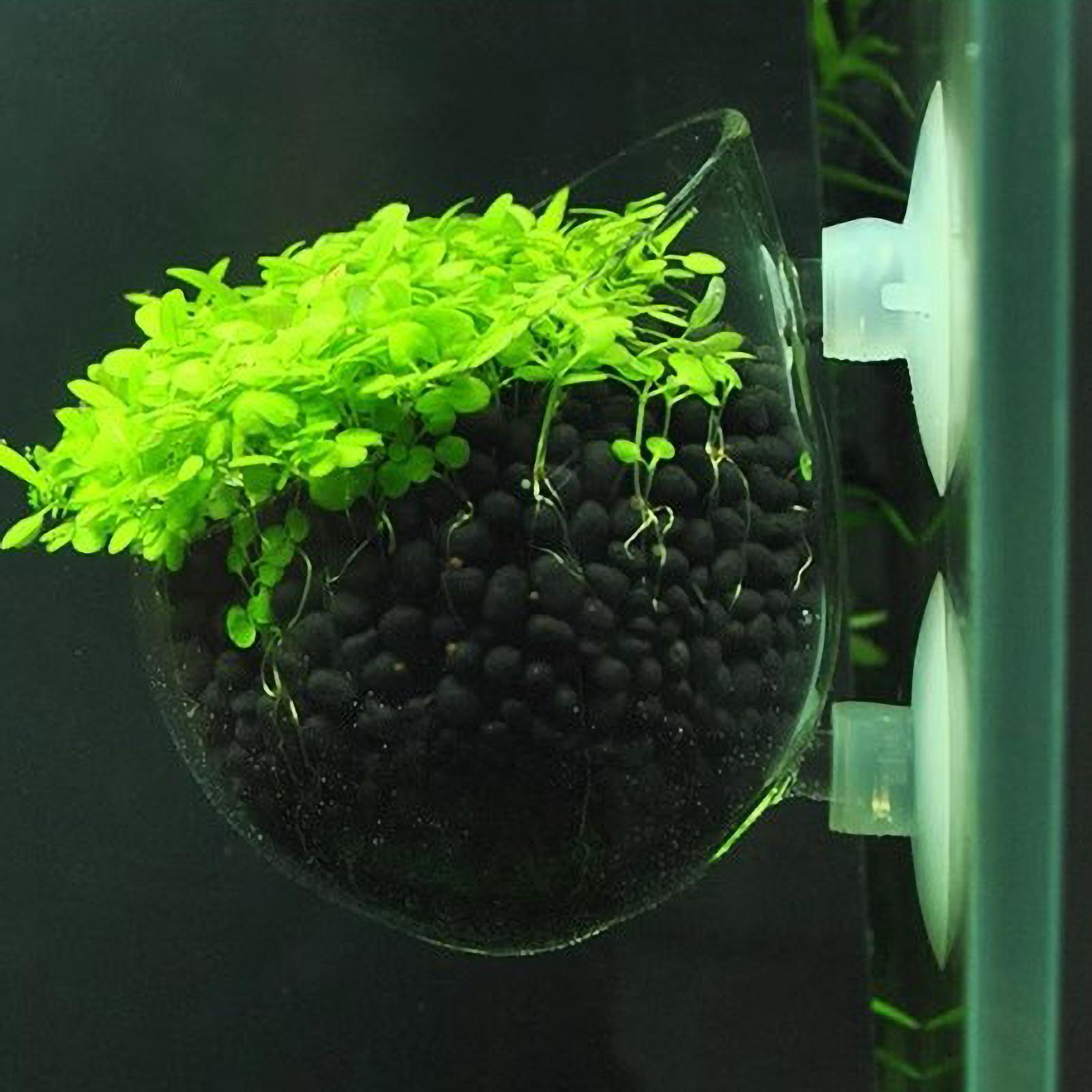 Live Plant Aquarium - Suporte de Plantas para Aquário, Vaso