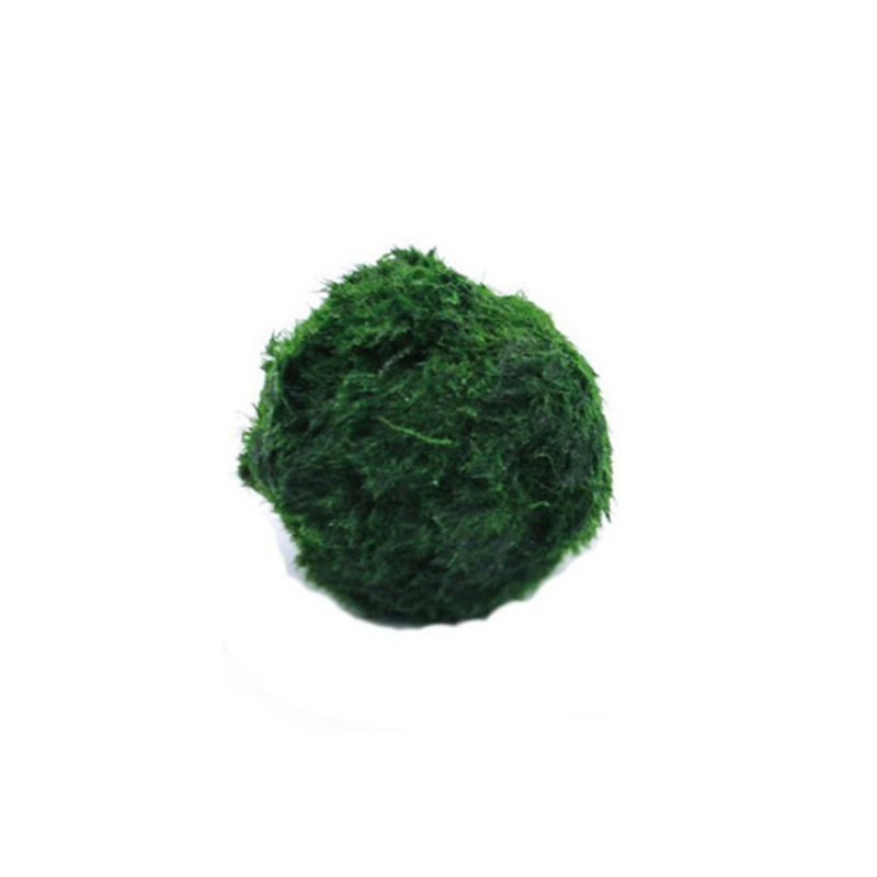 Live Plant Aquarium - Marimo musgo bolas ao vivo aquário