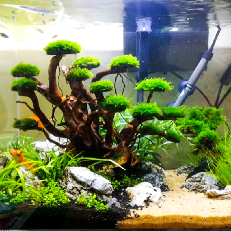 Aquarium Moss - Decoração para Aquário: Ornamento de Raiz
