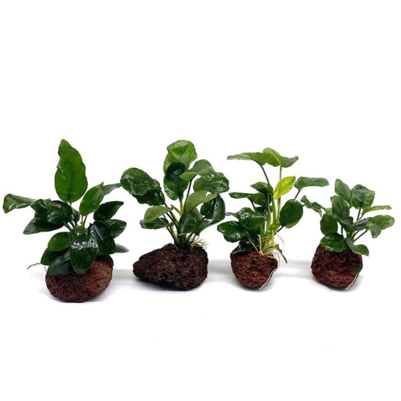 Decoração de aquário vulcânico - Live Plant Aquarium avaliação e preço