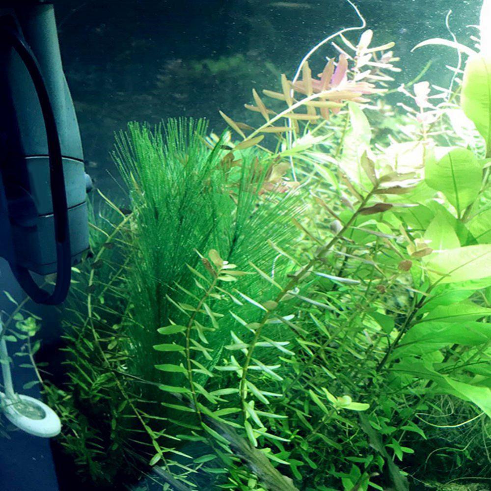 1/3 pçs 28/40cm aquário tanque - Live Plant Aquarium avaliação e preço
