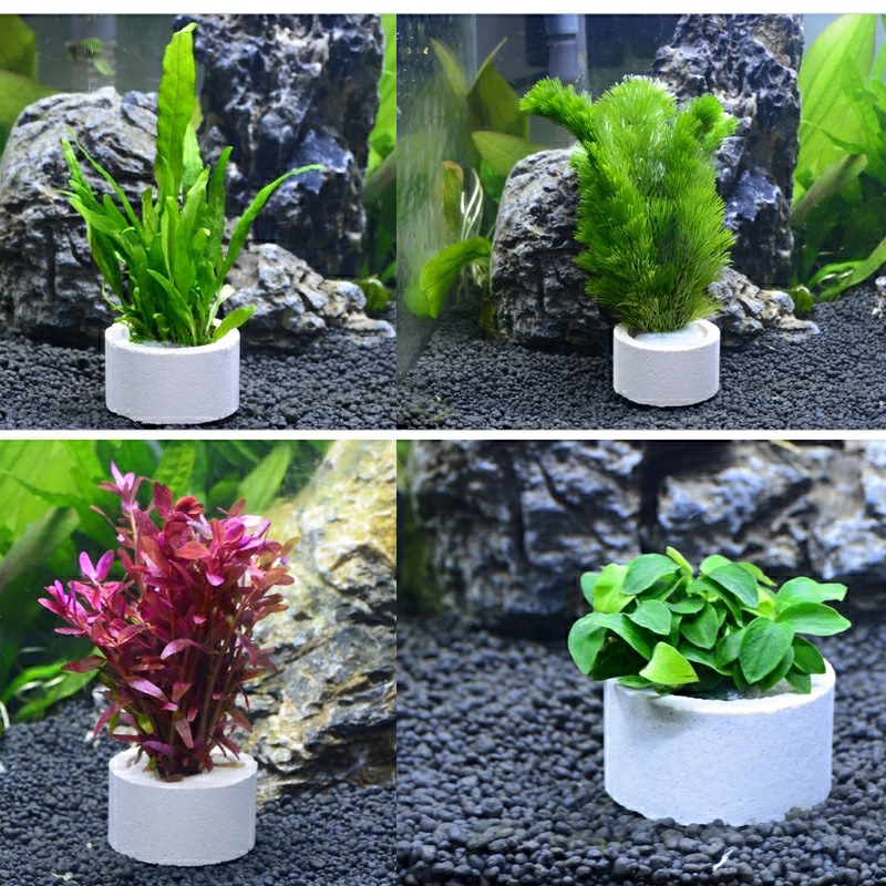 Anel cerâmico da decoração do  - Plant Aquarium Pot avaliação e preço