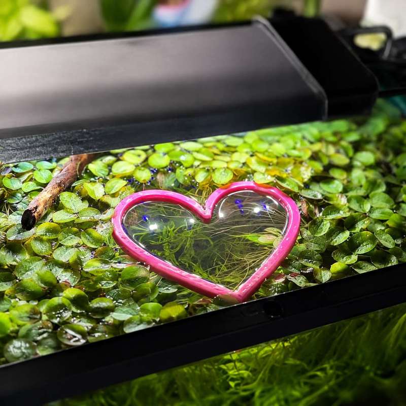 Anel Flutuante em Forma de Cor - Aquarium Fertilizer avaliação e preço