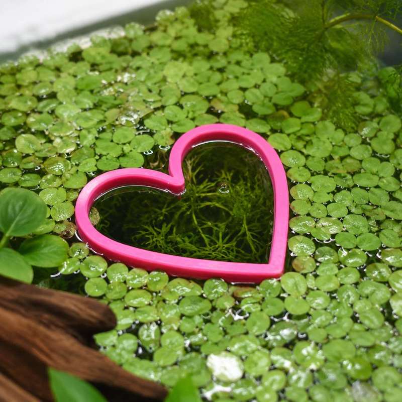 Anel Flutuante em Forma de Cor - Aquarium Fertilizer avaliação e preço