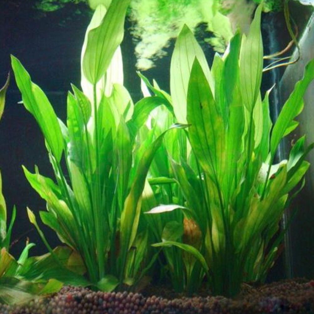 Artificial Aquário Decor Plant - Live Plant Aquarium avaliação e preço