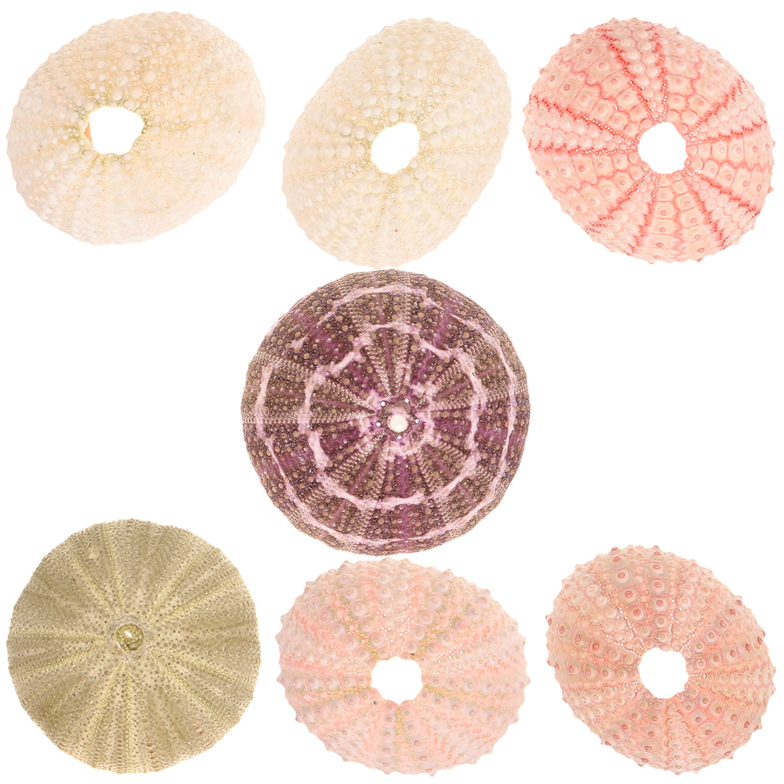 7 peças de suportes decorativo - Aquarium Plant Holder avaliação e preço