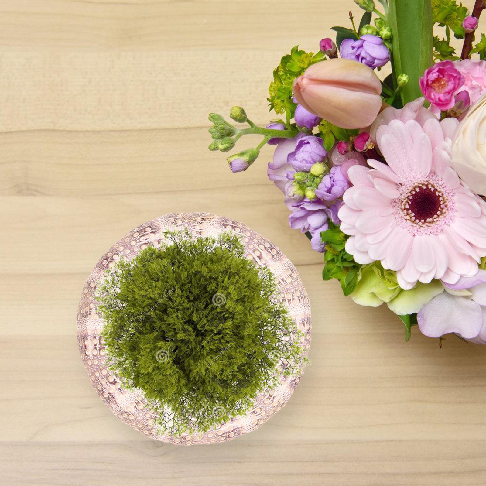 7 peças de suportes decorativo - Aquarium Plant Holder avaliação e preço